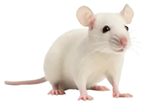 Rodent Control Contractors Near Me